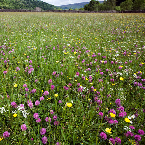 WIldflowers  Card - David Tarn Photography