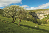 1 x Yorkshire Dales Calendar 2025 by Wendy McDonnell