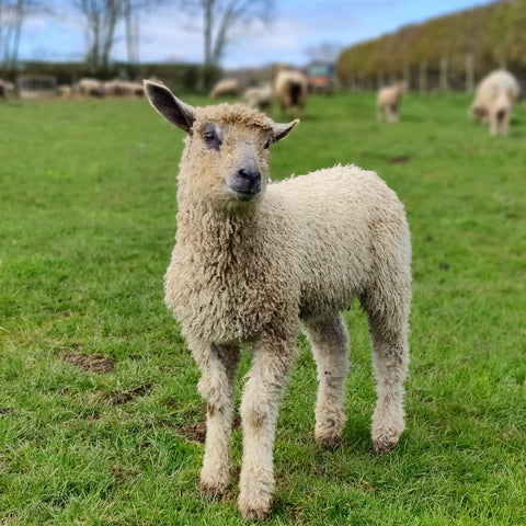 DCM Events - Needle felt your own Wensleydale - Saturday 18 October