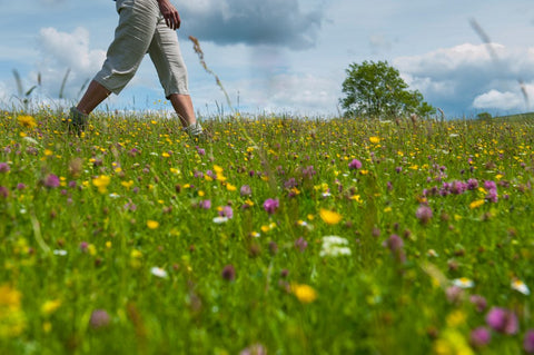 DCM Event - Guided Walk - Flora and Fauna of Upper Wensleydale - Tuesday 3 June