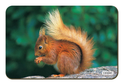 Red Squirrel Fridge Magnet