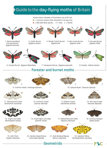 Guide to Day Flying Moths- FSC