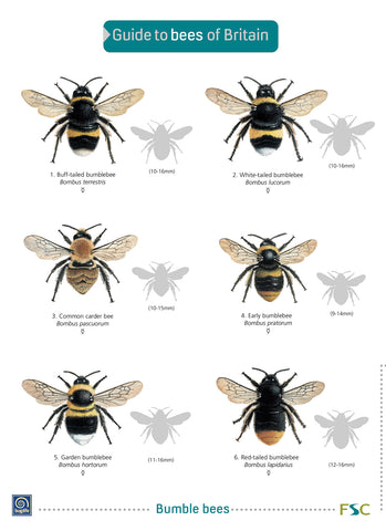 Guide to Bees- FSC